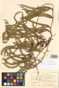 Spinulum annotinum subsp. annotinum, Восточная Европа, Московская область и Москва (E4a) (Россия)