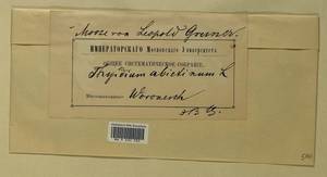 Abietinella abietina (Hedw.) M. Fleisch., Гербарий мохообразных, Мхи - Центральное Черноземье (B10) (Россия)