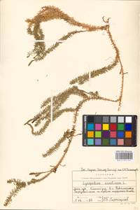 Spinulum annotinum subsp. annotinum, Восточная Европа, Московская область и Москва (E4a) (Россия)