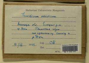 Abietinella abietina (Hedw.) M. Fleisch., Гербарий мохообразных, Мхи - Центральное Черноземье (B10) (Россия)