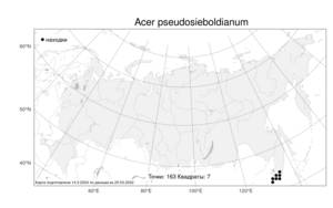 Acer pseudosieboldianum, Клен ложнозибольдов (Pax) Kom., Атлас флоры России (FLORUS) (Россия)