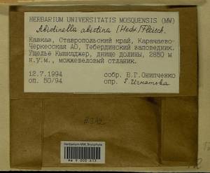 Abietinella abietina (Hedw.) M. Fleisch., Гербарий мохообразных, Мхи - Северный Кавказ и Предкавказье (B12) (Россия)