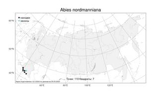 Abies nordmanniana, Пихта Нордманна, Пихта кавказская (Steven) Spach, Атлас флоры России (FLORUS) (Россия)