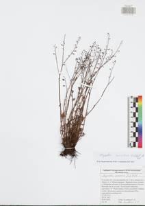 Myosotis alpestris subsp. suaveolens (Waldst. & Kit. ex Willd.) Strid, Восточная Европа, Центральный район (E4) (Россия)