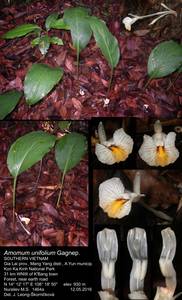 Amomum unifolium Gagnep., Зарубежная Азия (ASIA) (Вьетнам)