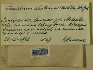 Abietinella abietina (Hedw.) M. Fleisch., Гербарий мохообразных, Мхи - Центральное Черноземье (B10) (Россия)