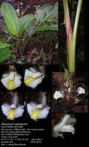 Amomum velutinum X.E.Ye, Škorničk. & N.H.Xia, Зарубежная Азия (ASIA) (Вьетнам)