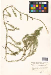Spinulum annotinum subsp. annotinum, Восточная Европа, Московская область и Москва (E4a) (Россия)