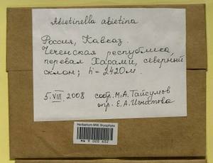 Abietinella abietina (Hedw.) M. Fleisch., Гербарий мохообразных, Мхи - Северный Кавказ и Предкавказье (B12) (Россия)