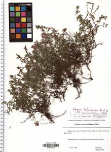 SMR000552, Thymus bashkiriensis × marschallianus, Восточная Европа, Средневолжский район (E8) (Россия)
