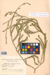 Spinulum annotinum subsp. annotinum, Восточная Европа, Московская область и Москва (E4a) (Россия)