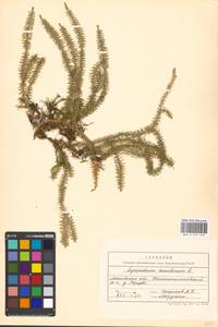 Spinulum annotinum subsp. annotinum, Восточная Европа, Московская область и Москва (E4a) (Россия)