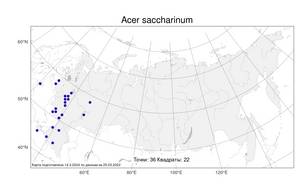 Acer saccharinum, Клен серебристый, Клен сахаристый L., Атлас флоры России (FLORUS) (Россия)