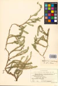 Spinulum annotinum subsp. annotinum, Восточная Европа, Московская область и Москва (E4a) (Россия)