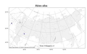 Abies alba, Пихта белая Mill., Атлас флоры России (FLORUS) (Россия)