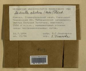 Abietinella abietina (Hedw.) M. Fleisch., Гербарий мохообразных, Мхи - Северный Кавказ и Предкавказье (B12) (Россия)