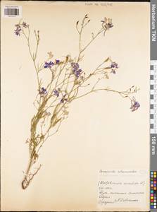 Delphinium consolida, Восточная Европа, Центральный район (E4) (Россия)