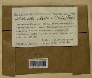 Abietinella abietina (Hedw.) M. Fleisch., Гербарий мохообразных, Мхи - Северный Кавказ и Предкавказье (B12) (Россия)