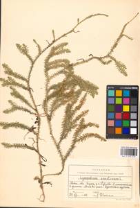 Spinulum annotinum subsp. annotinum, Восточная Европа, Московская область и Москва (E4a) (Россия)