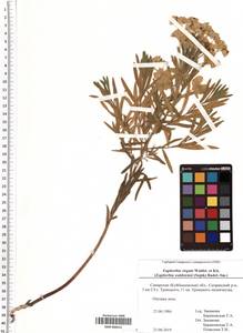 SMR000412, Молочай лозный, Молочай прутьевидный Waldst. & Kit., Восточная Европа, Средневолжский район (E8) (Россия)