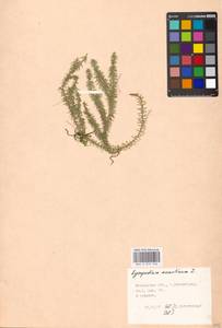 Spinulum annotinum subsp. annotinum, Восточная Европа, Московская область и Москва (E4a) (Россия)
