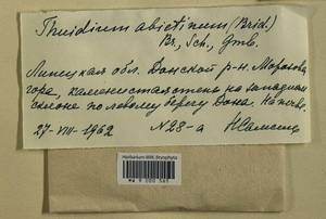 Abietinella abietina (Hedw.) M. Fleisch., Гербарий мохообразных, Мхи - Центральное Черноземье (B10) (Россия)