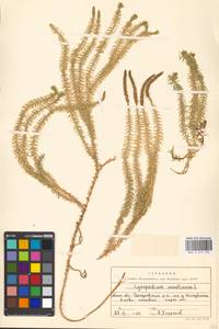 Spinulum annotinum subsp. annotinum, Восточная Европа, Московская область и Москва (E4a) (Россия)