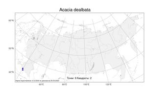 Acacia dealbata, Акация подбеленная, Акация серебристая Link, Атлас флоры России (FLORUS) (Россия)