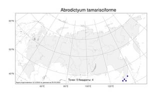 Abrodictyum tamarisciforme (Jacq.) Ebihara & Dubuisson, Атлас флоры России (FLORUS) (Россия)