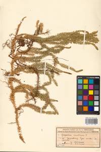 Spinulum annotinum subsp. annotinum, Восточная Европа, Московская область и Москва (E4a) (Россия)