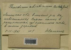 Abietinella abietina (Hedw.) M. Fleisch., Гербарий мохообразных, Мхи - Центральное Черноземье (B10) (Россия)