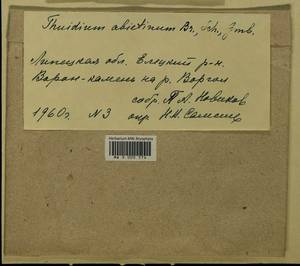 Abietinella abietina (Hedw.) M. Fleisch., Гербарий мохообразных, Мхи - Центральное Черноземье (B10) (Россия)