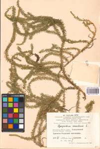 Spinulum annotinum subsp. annotinum, Восточная Европа, Московская область и Москва (E4a) (Россия)