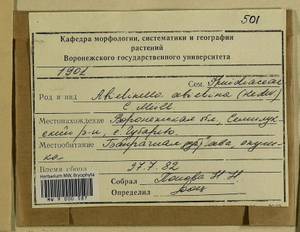 Abietinella abietina (Hedw.) M. Fleisch., Гербарий мохообразных, Мхи - Центральное Черноземье (B10) (Россия)