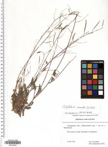 SMR000209, Двурядка стенная (L.) DC., Восточная Европа, Средневолжский район (E8) (Россия)