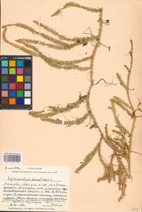 Spinulum annotinum subsp. annotinum, Восточная Европа, Московская область и Москва (E4a) (Россия)