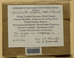 Abietinella abietina (Hedw.) M. Fleisch., Гербарий мохообразных, Мхи - Северный Кавказ и Предкавказье (B12) (Россия)