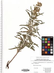 SMR000413, Молочай лозный, Молочай прутьевидный Waldst. & Kit., Восточная Европа, Средневолжский район (E8) (Россия)