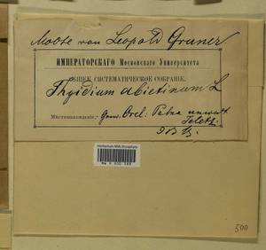 Abietinella abietina (Hedw.) M. Fleisch., Гербарий мохообразных, Мхи - Центральное Черноземье (B10) (Россия)