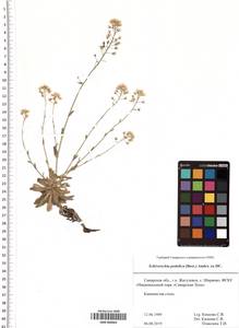 SMR000965, Draba hyperborea (L.) Desv., Восточная Европа, Средневолжский район (E8) (Россия)