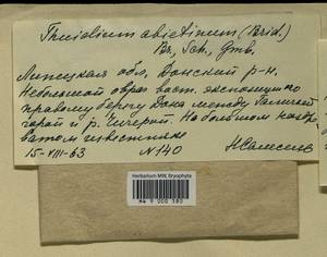 Abietinella abietina (Hedw.) M. Fleisch., Гербарий мохообразных, Мхи - Центральное Черноземье (B10) (Россия)