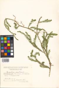 Spinulum annotinum subsp. annotinum, Восточная Европа, Московская область и Москва (E4a) (Россия)
